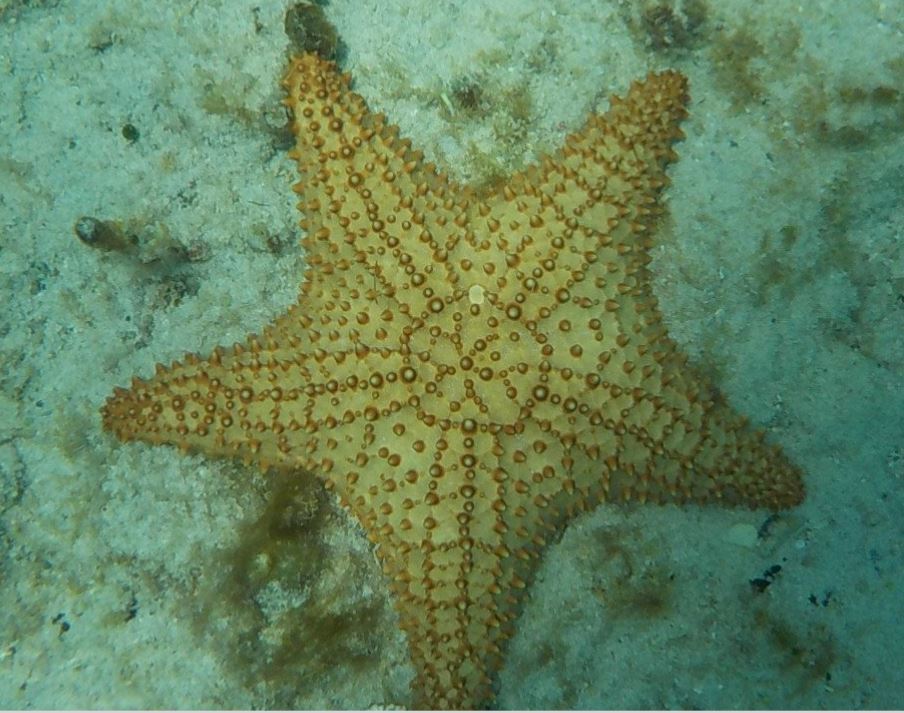 Starfish - 002.JPG