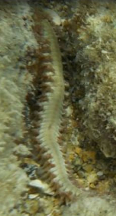 Seaworm - 001.JPG
