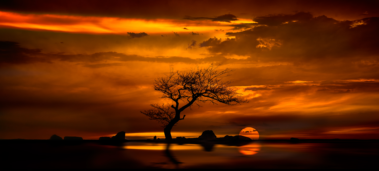 Red Earth Reflections: Category - Trees