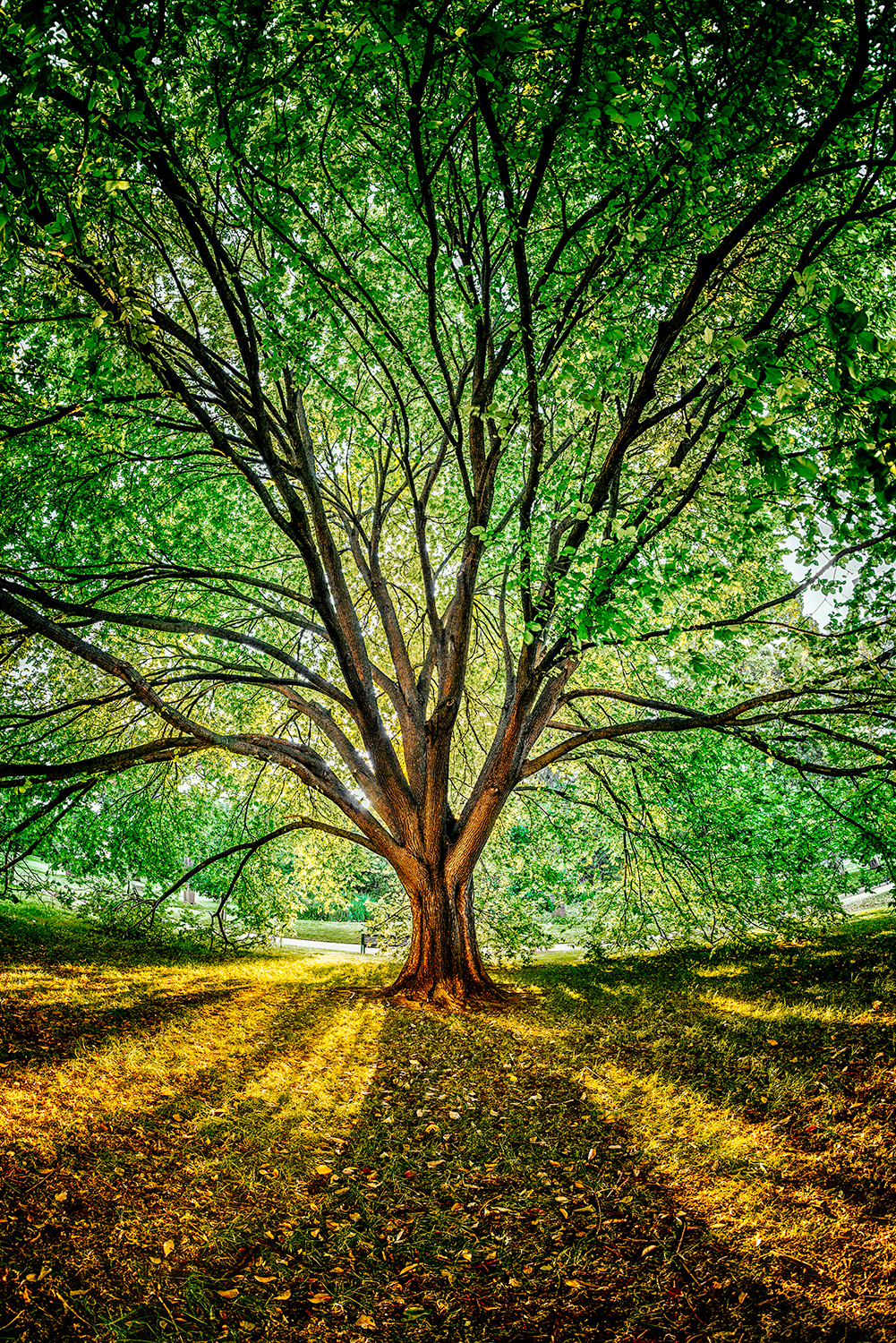 Melbourne Carlton Gardens: Category - Trees