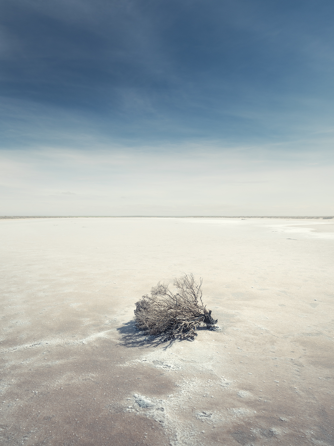 Salt Bush: Category - Deserts 