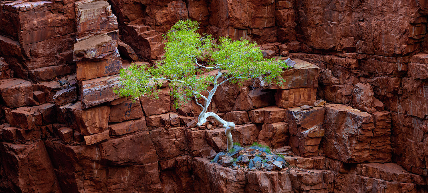 Red Rock Eucalyptus: Category - Trees