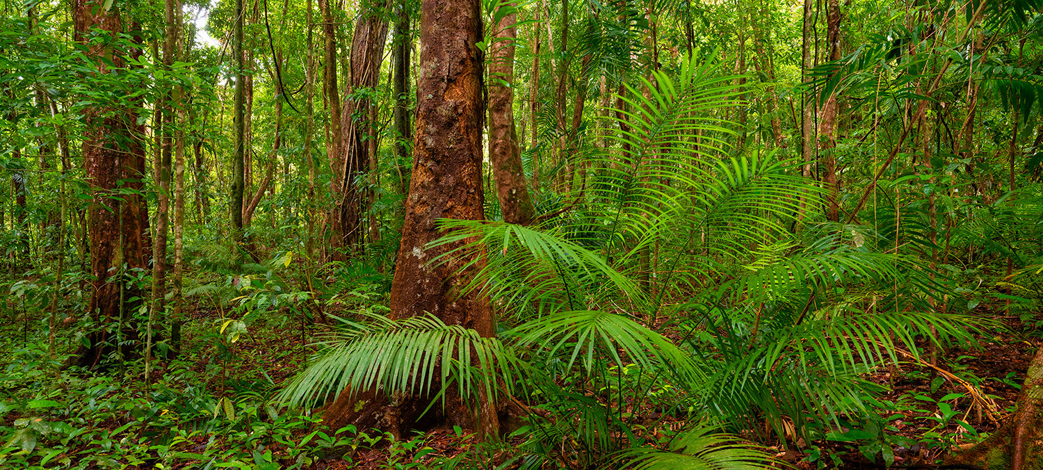 Daintree: Category - Trees