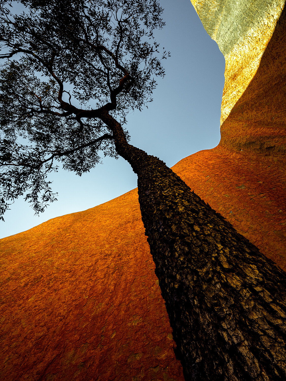 Uluru Jarrah: Category - Trees