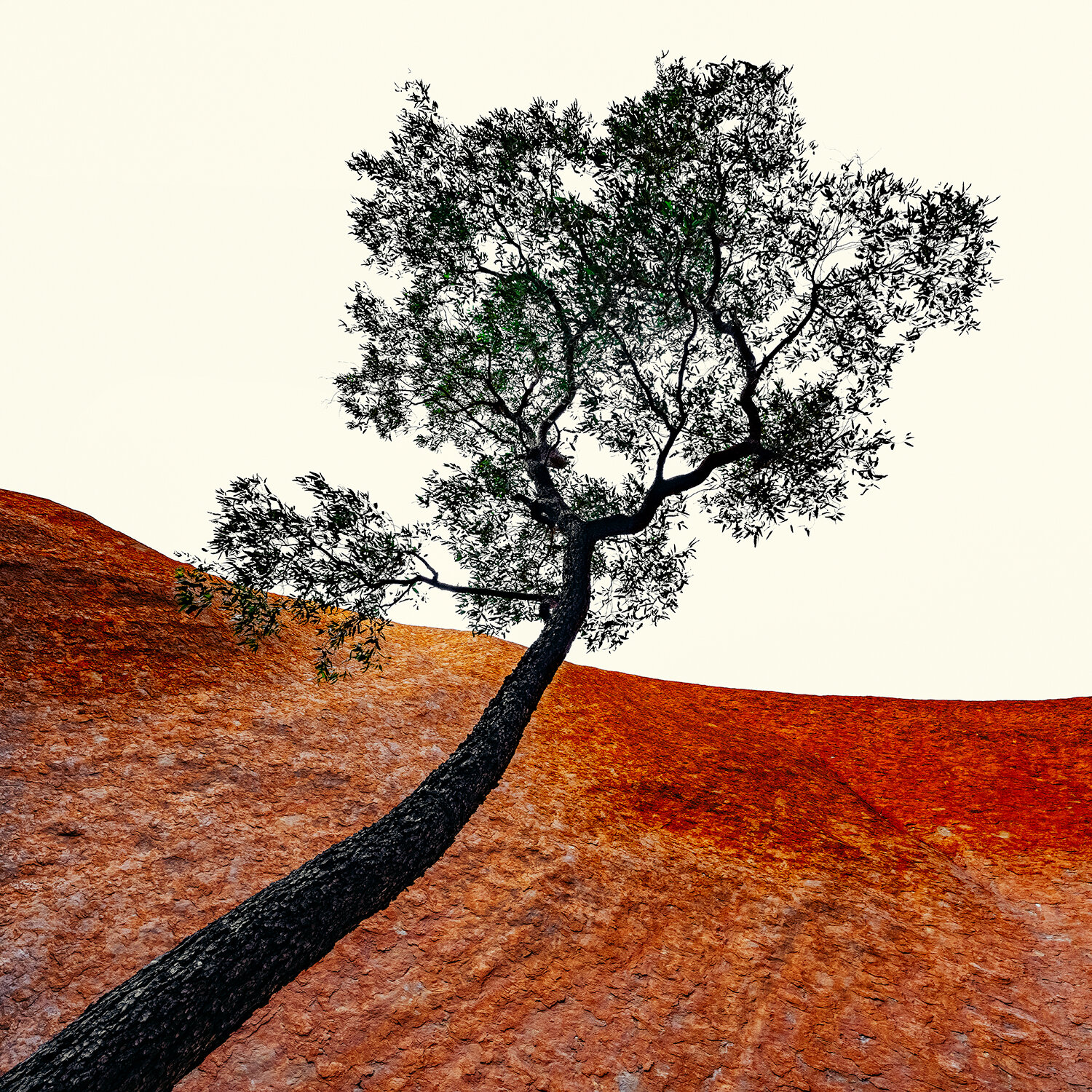 Uluru Tree: Category - Trees