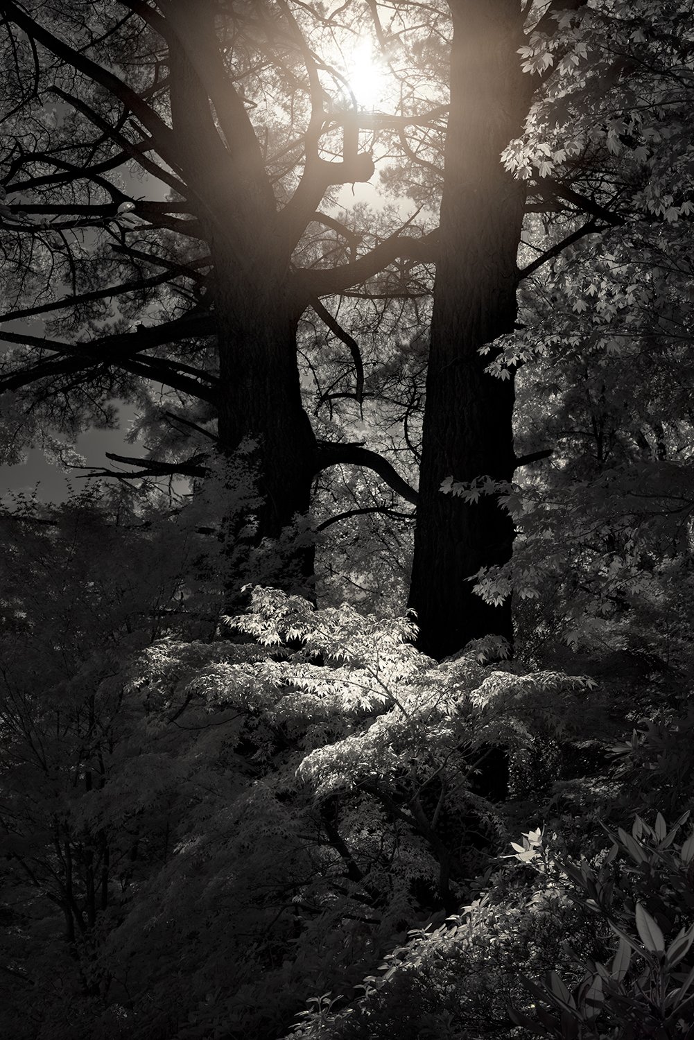 Forest Light: Category - Trees