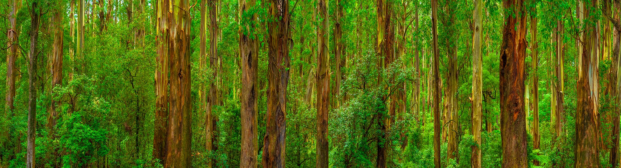 Dandenong Ranges: Category- Trees