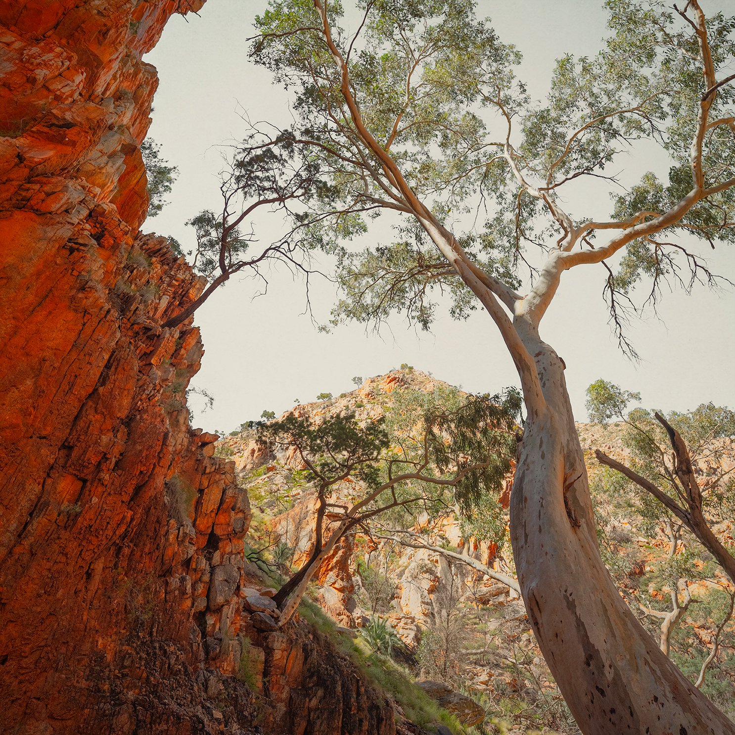 Cooinda: Category - Trees