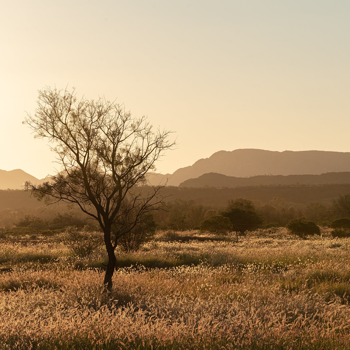 Grass Plains Outback Australia #1: Category - Fields