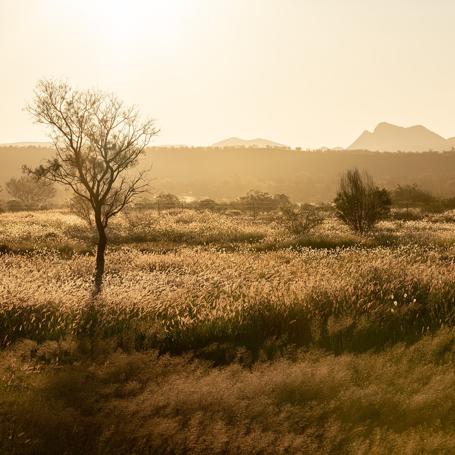 Grass Plains Outback Australia #2: Category - Fields