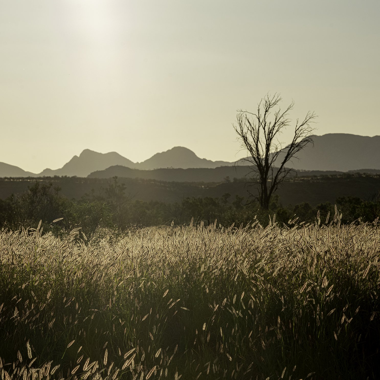Grass Plains Outback Australia #5: Category - Fields