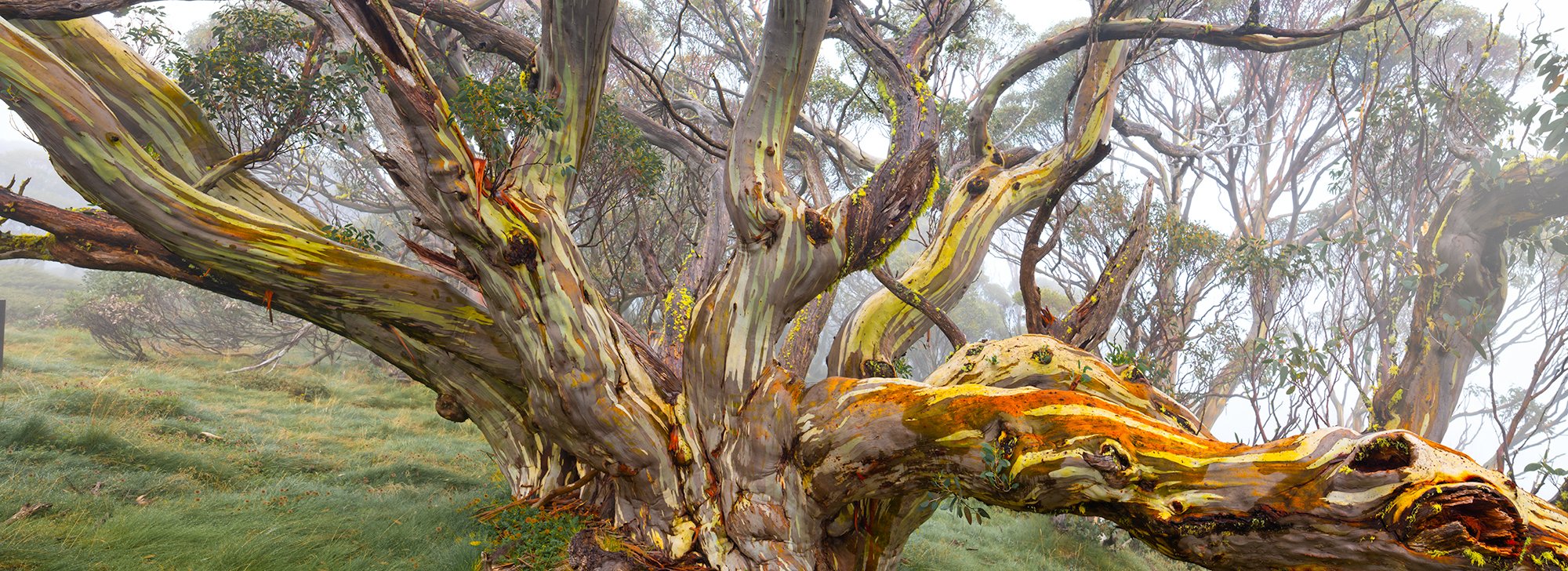 Winter Majesty: Category - Trees