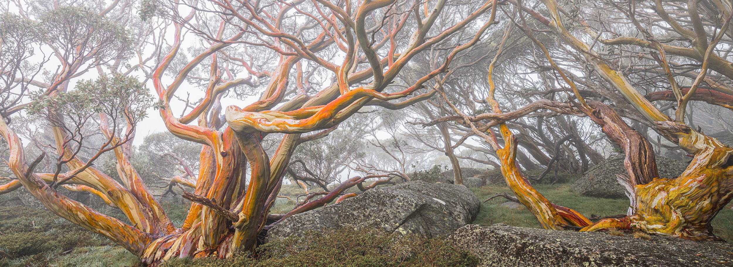 Alpine Snow Gums: Category - Trees