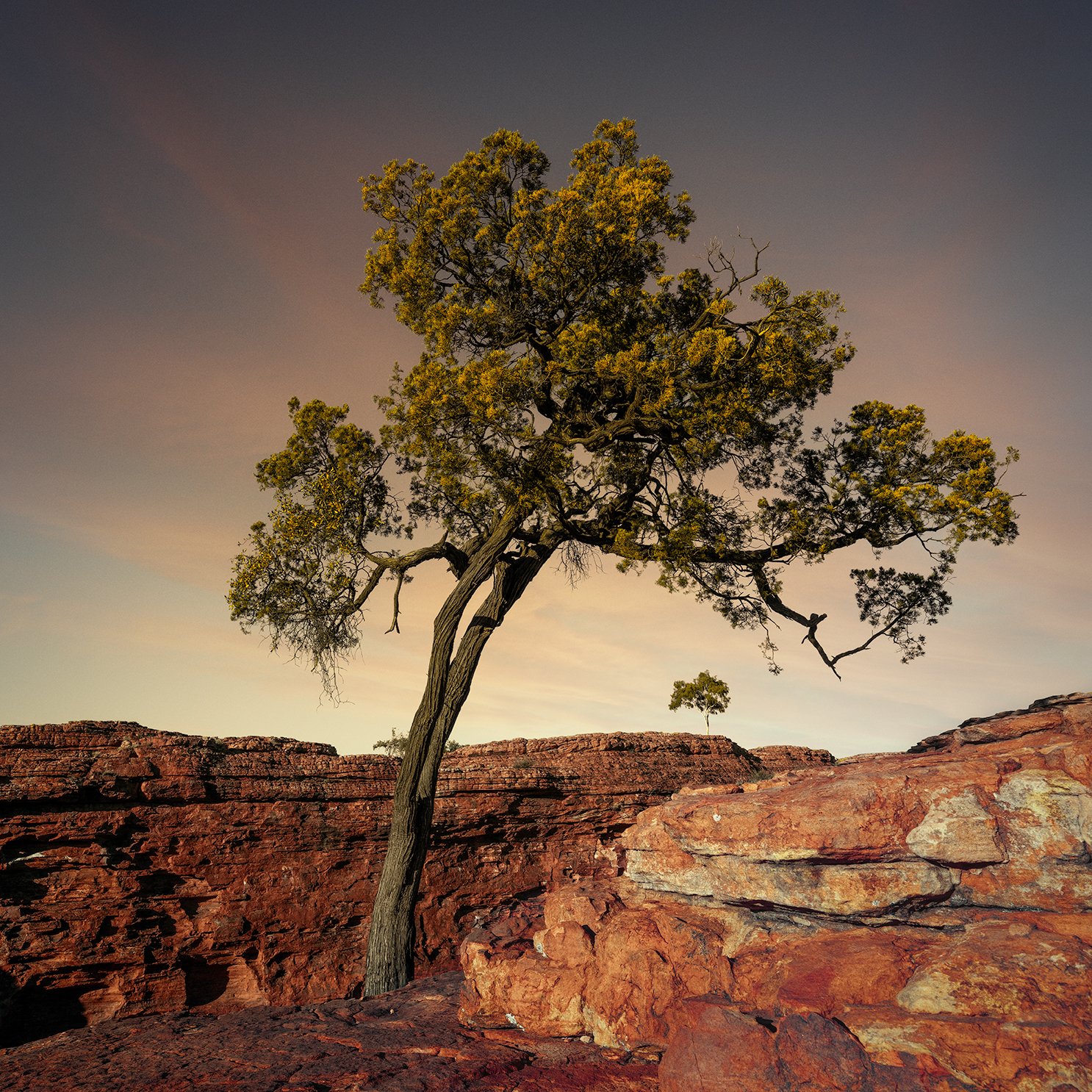 Rustic Canyon: Category - Trees