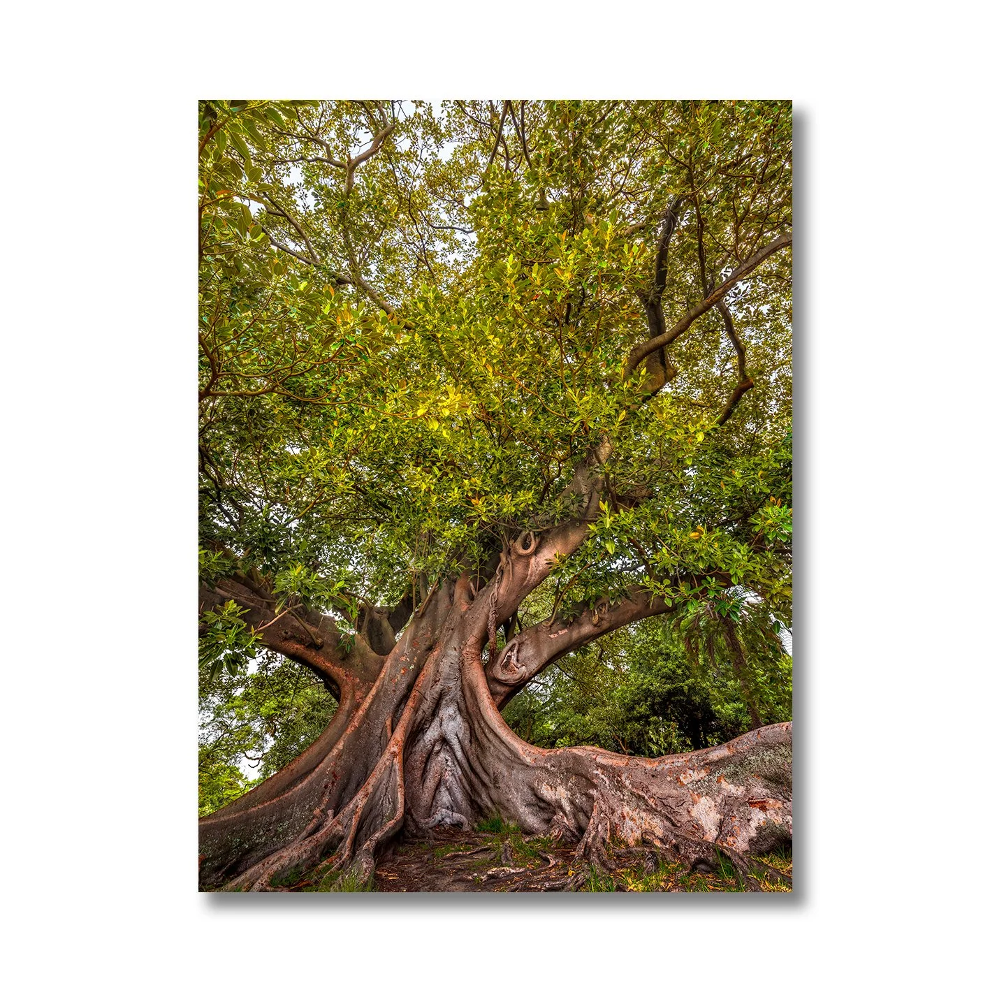 verdant-majesty-nikart.jpg