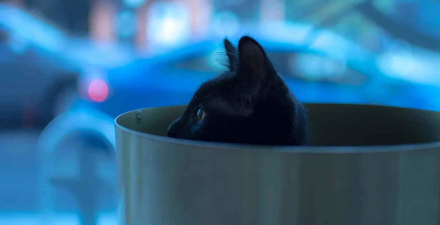 The Great Catsby, a former resident of Regal Cat Cafe in Calgary’s Kensington community.