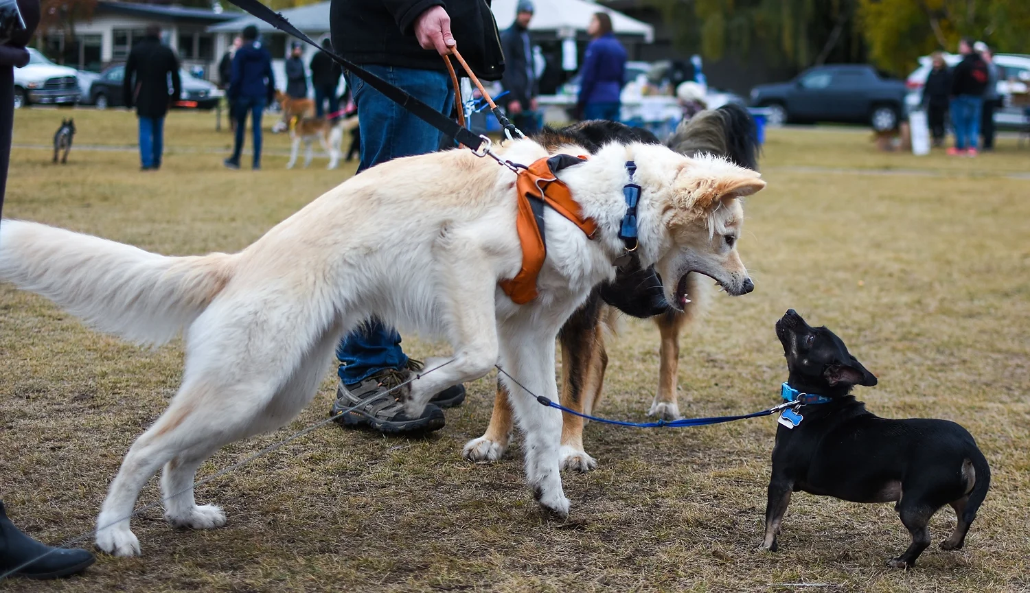 He learned very quickly that bigger dogs have much bigger borks.