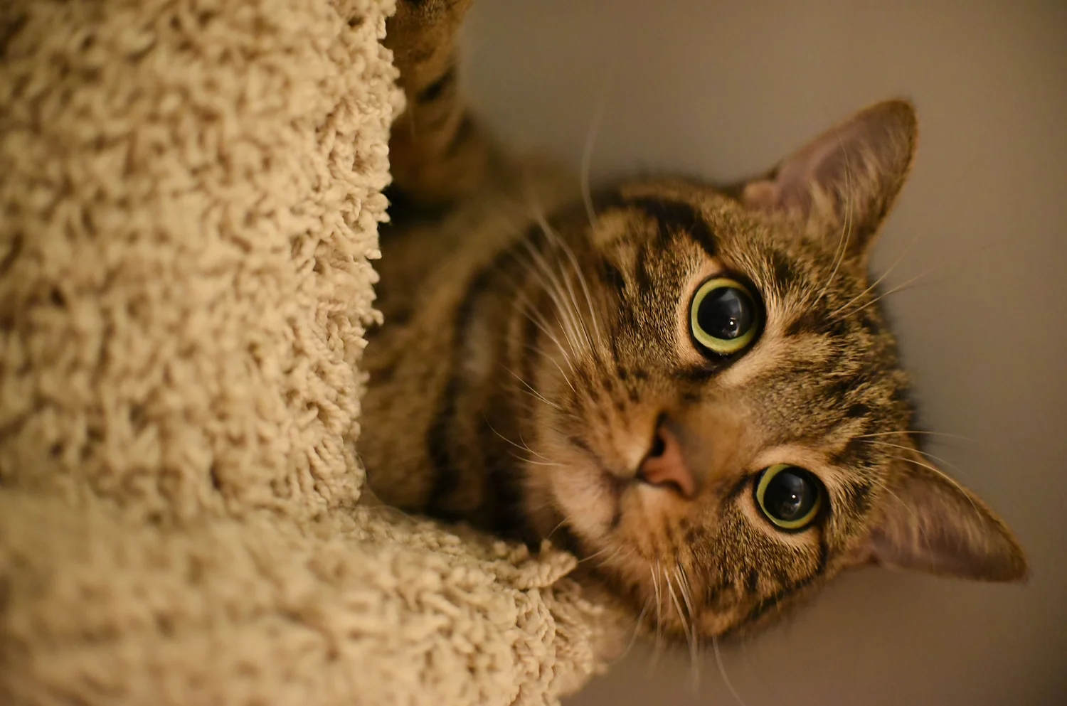 Wilson, the three-legged wonder kitty. He lost one of his legs in a tangle with a coyote, but found himself the most loving home.