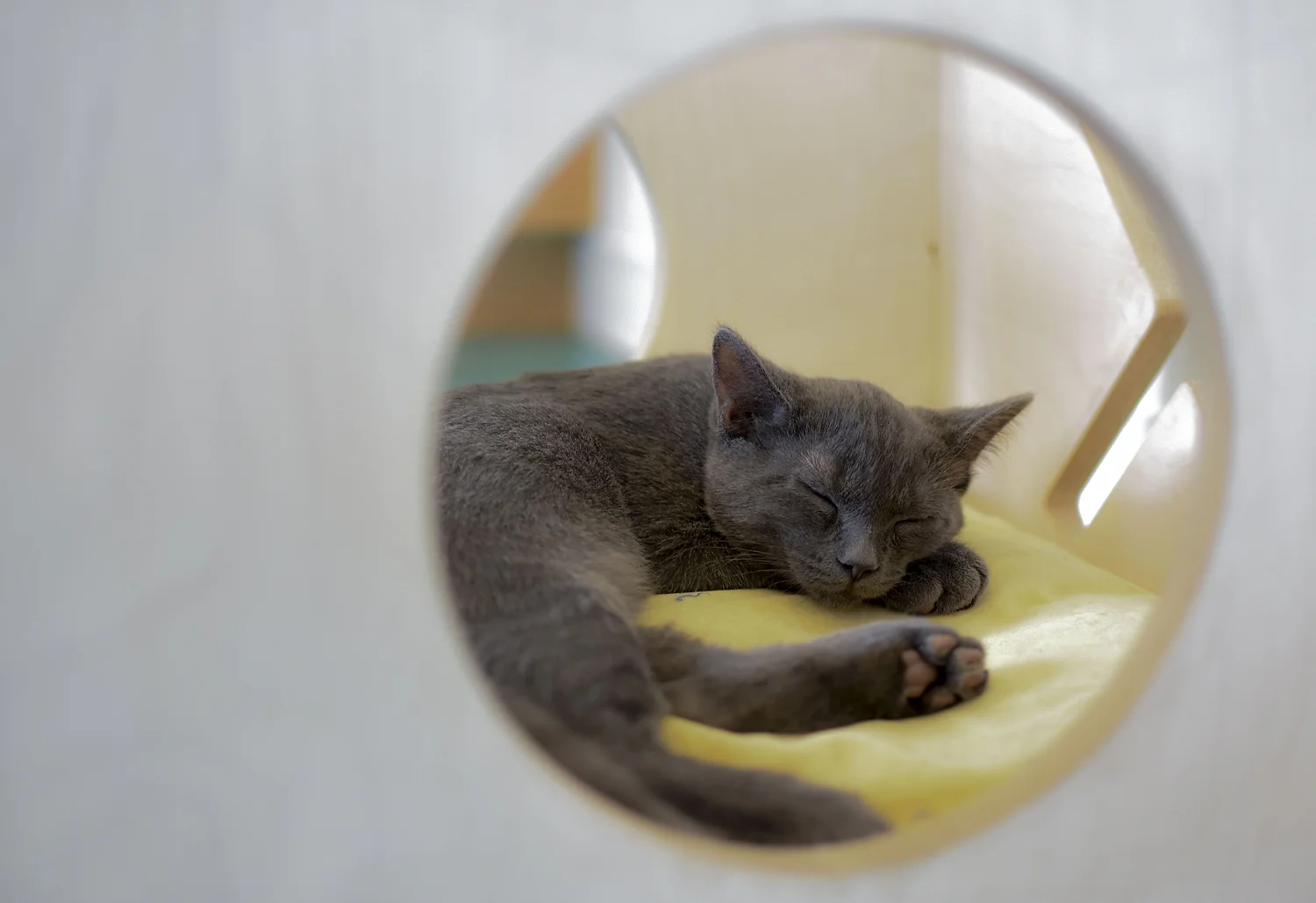 A window to the softest place at Regal Cat Cafe in Calgary.