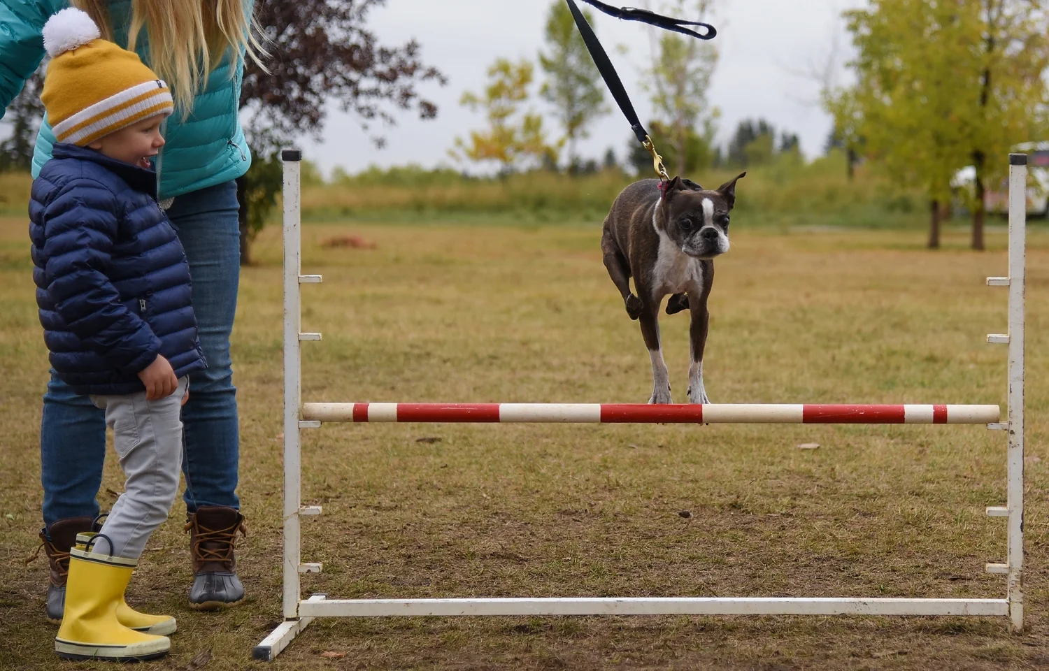 Baxter aims to please his small human with some high-flying leaps.