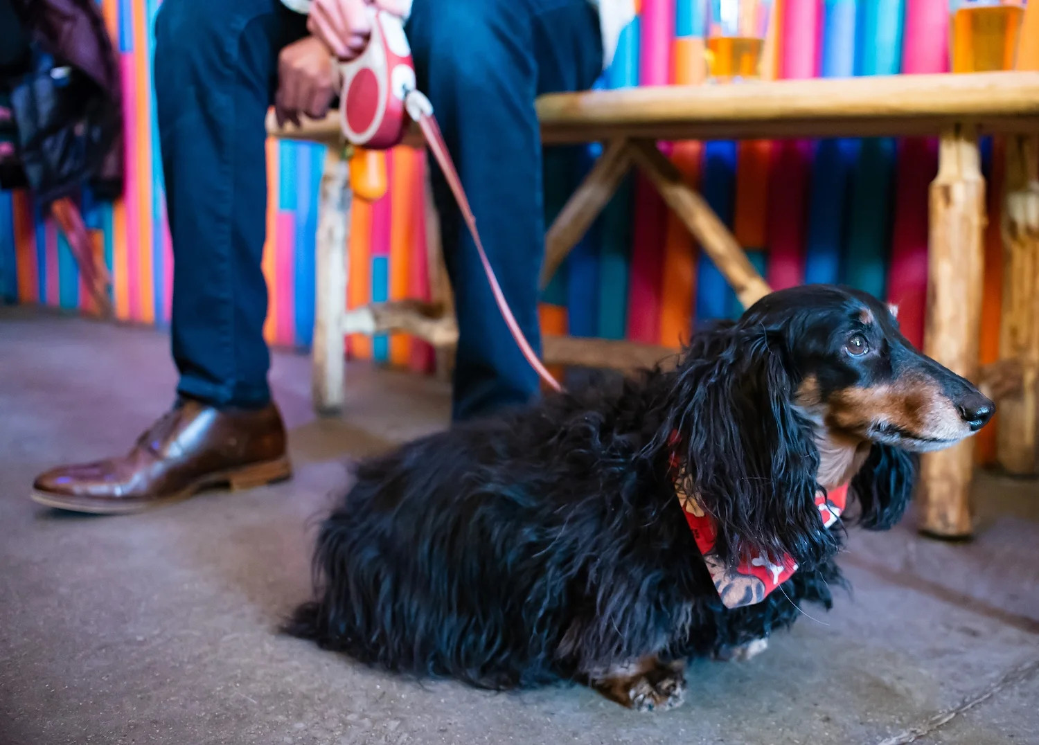 Luna-Mae is the prettiest wiener in town.