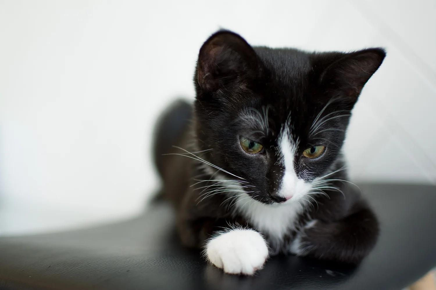 A curious little friend.