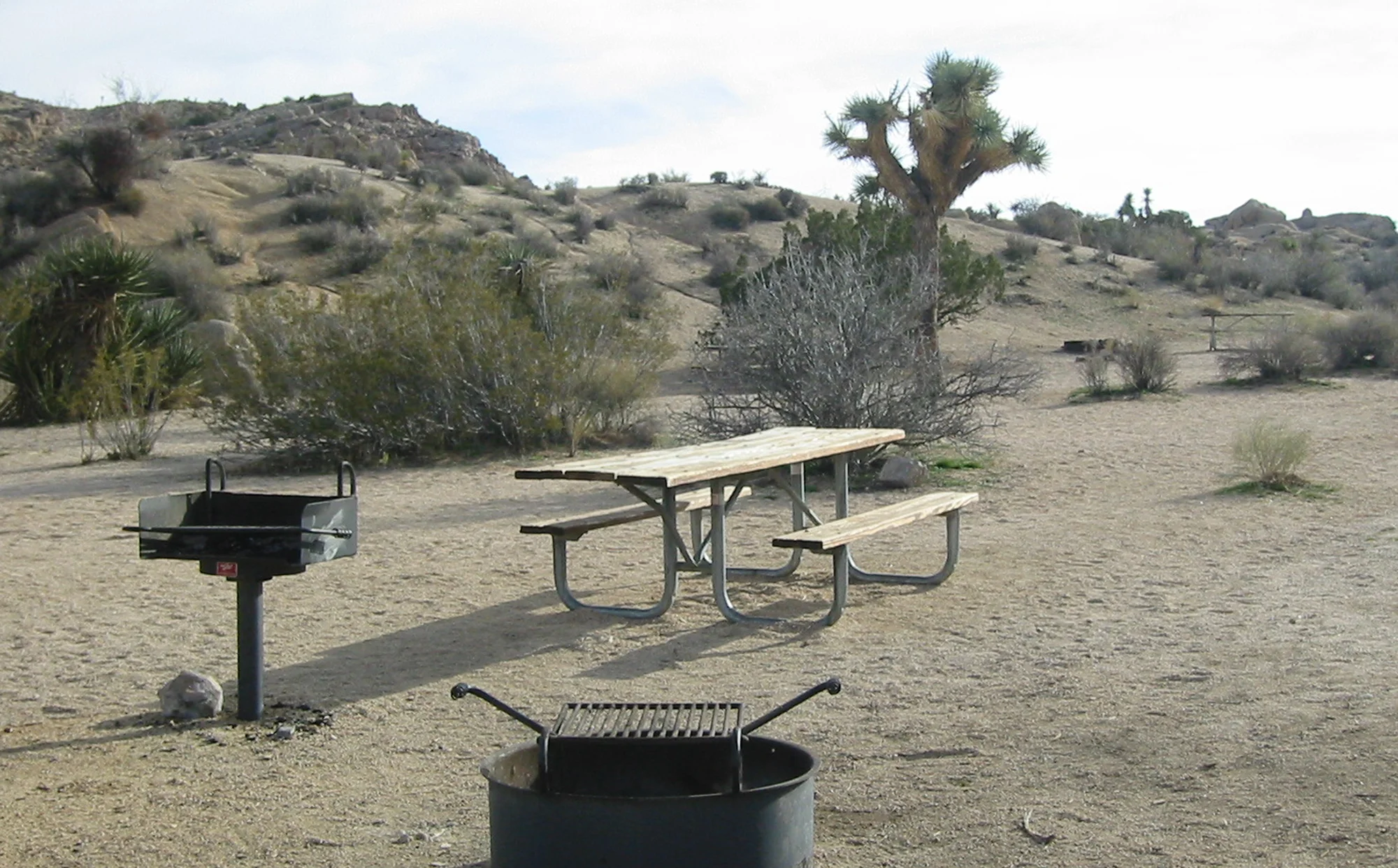 Joshua Tree 1. Elizabeth Azen, 2005.