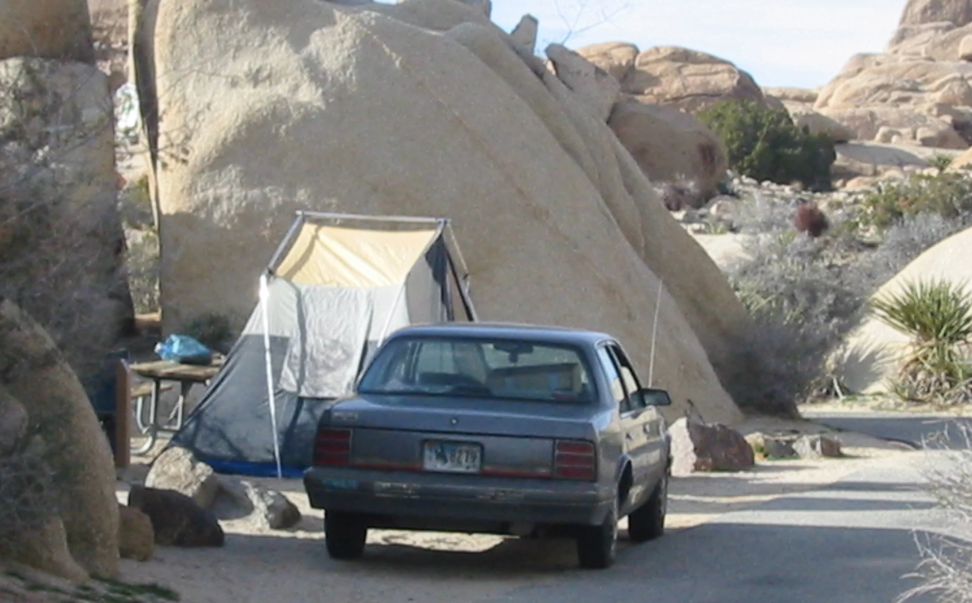 Joshua Tree 3. Elizabeth Azen, 2005.
