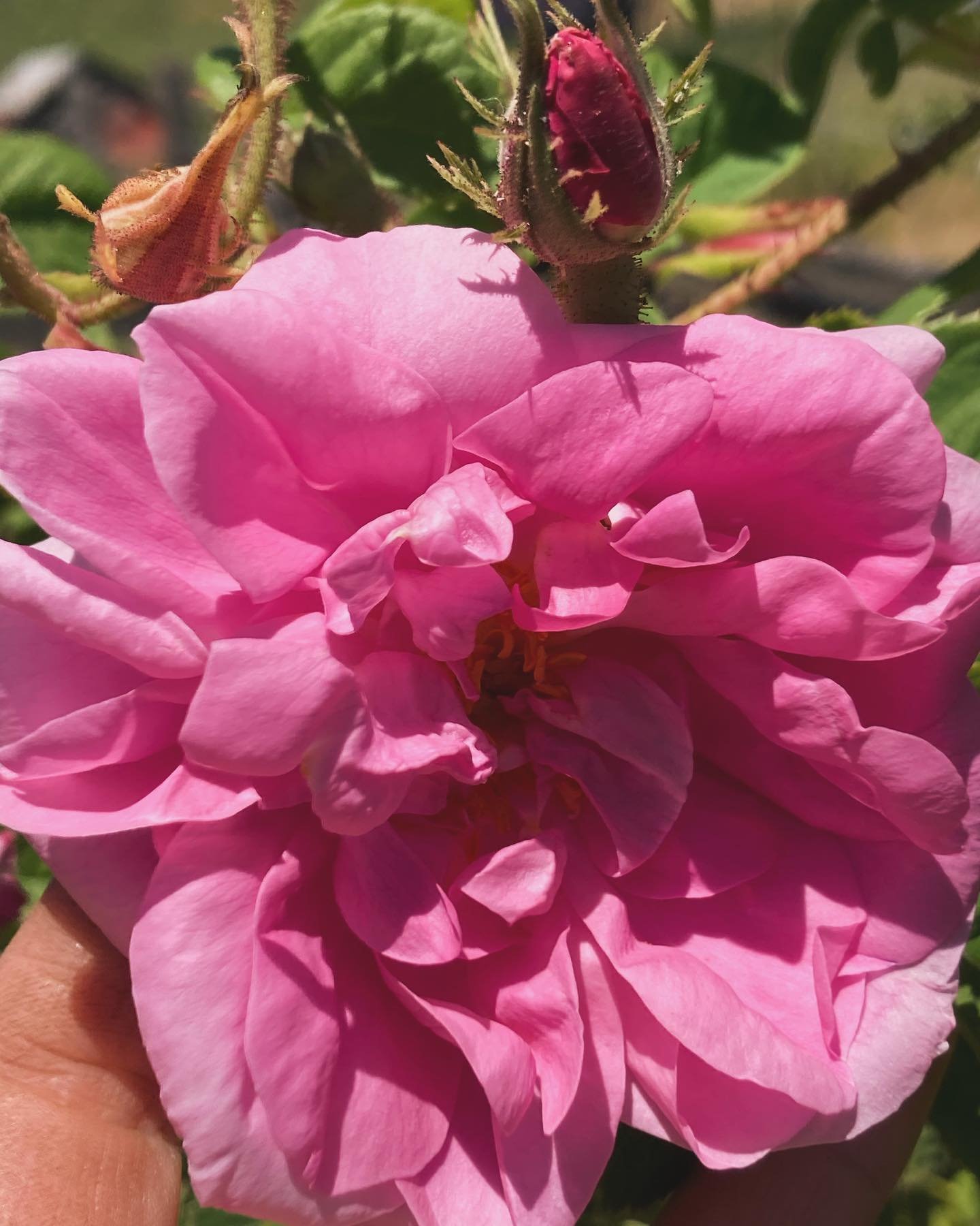 Rose medicine has been a potent ally for me this Spring. Inhaling the sweet scent, gazing into her blooming center and touching her silky petals quietly opened my Heart to a tenderness I&rsquo;ve been too guarded to feel. The healing power of Rose is