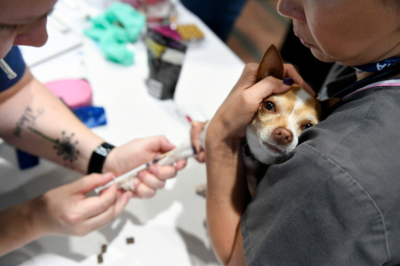 AVMA Street Clinic, July 17, 2018, Denver Convention Center. (Photos courtesy Denver Post) Chihuahua vaccine.jpeg