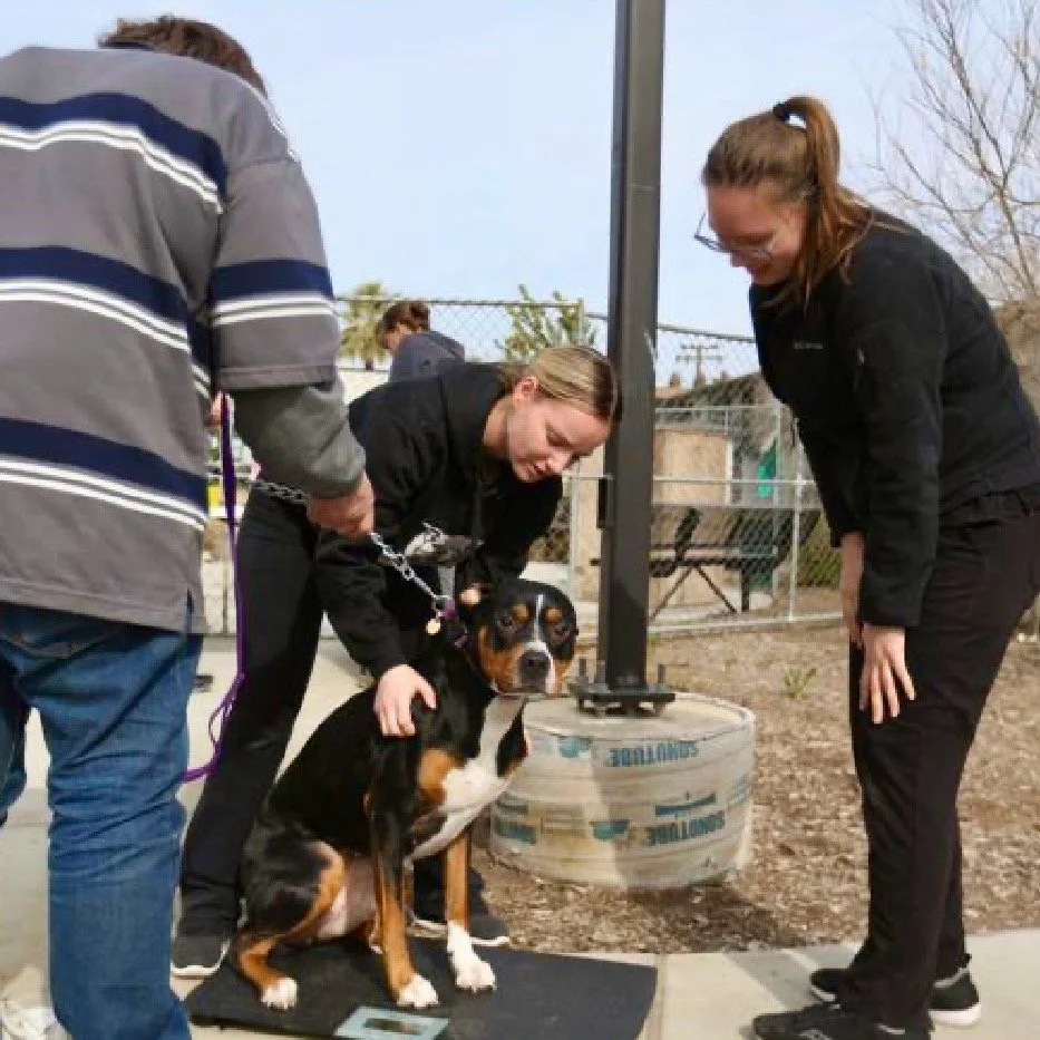 Bakersfield, CA — The Street Dog Coalition