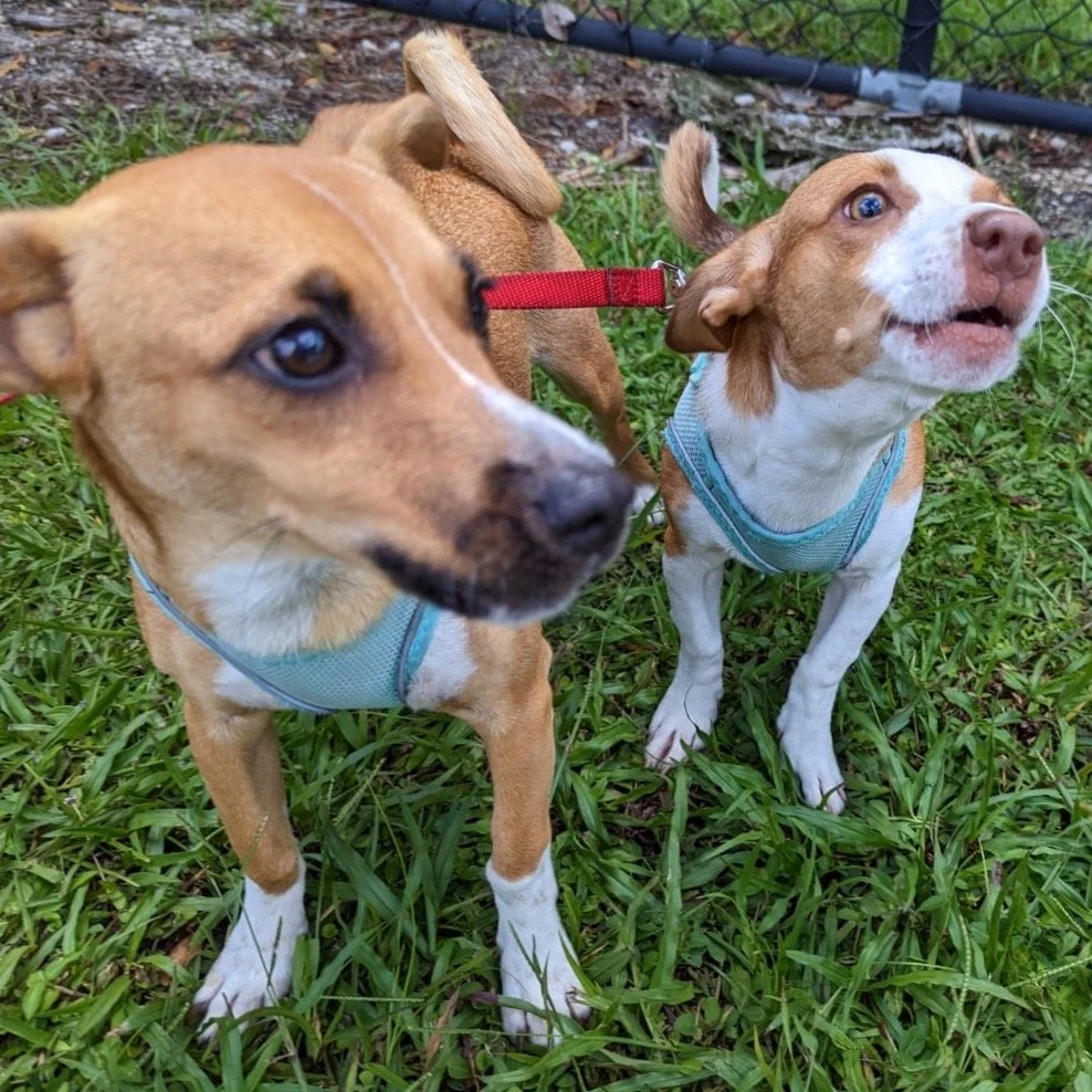 6.5.23 | Broward Co., FL