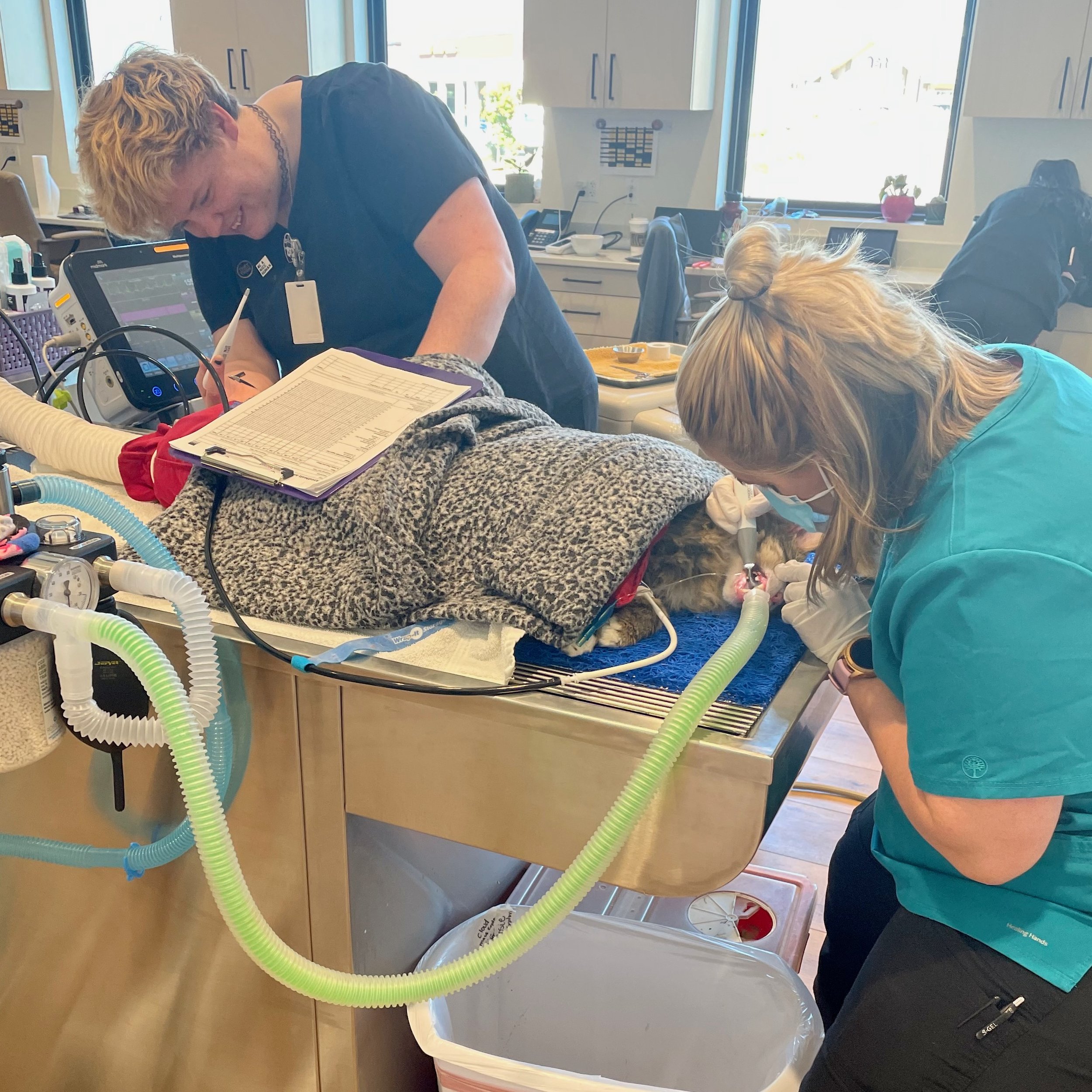 8.4.23 | Colorado Springs, CO, Doc the Cat gets a dental at Fox Run Veterinary Hospital