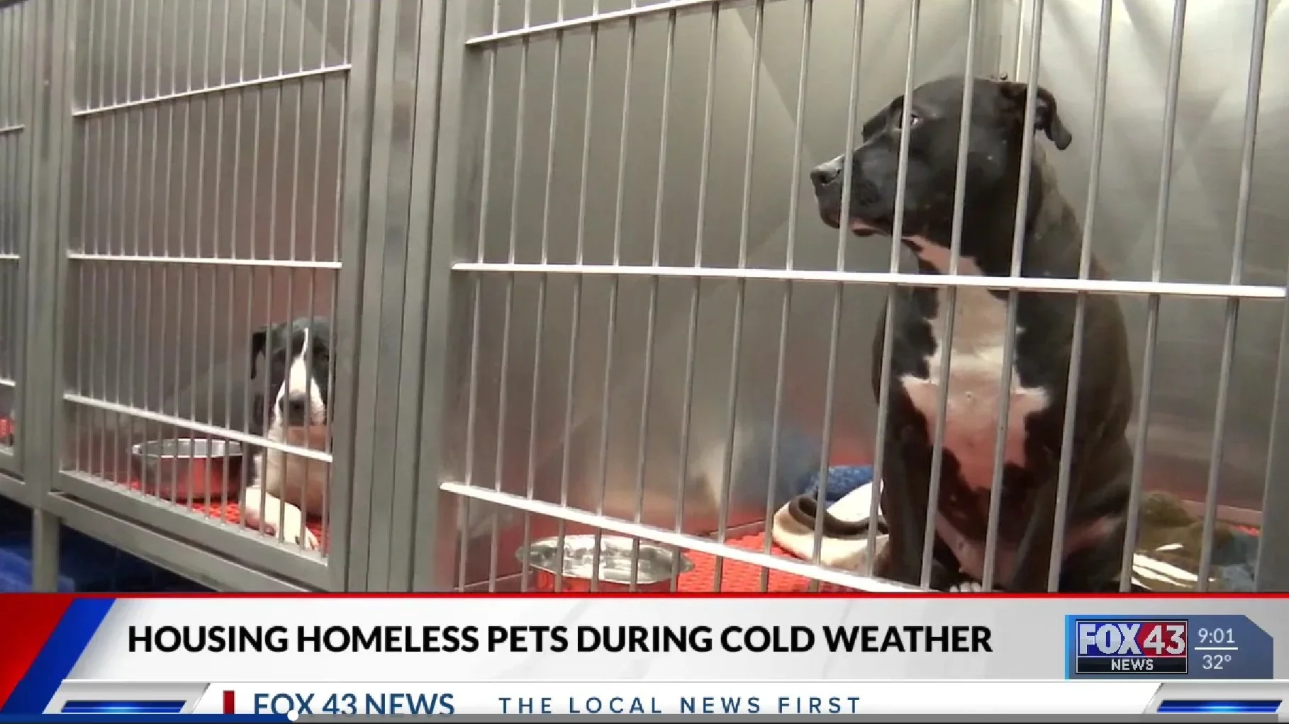 Housing Homeless Pets During Cold Snap in Topeka
