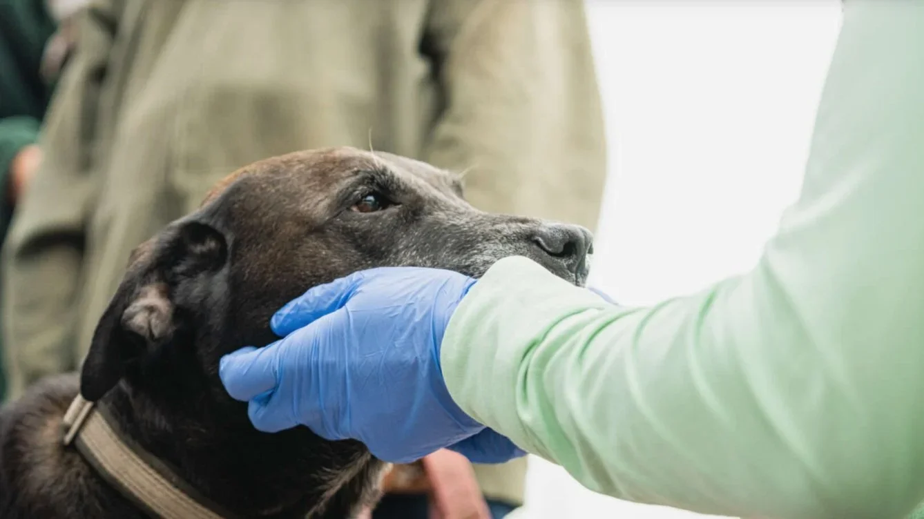 Caring for Both Ends of the Leash