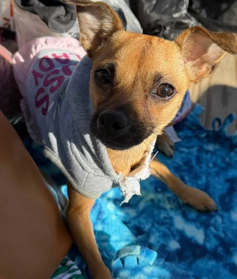 It's a beautiful day to see the vet!.JPG