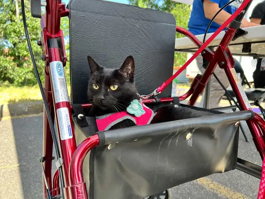 An Ashland cat gets care from free mobile vet clinic