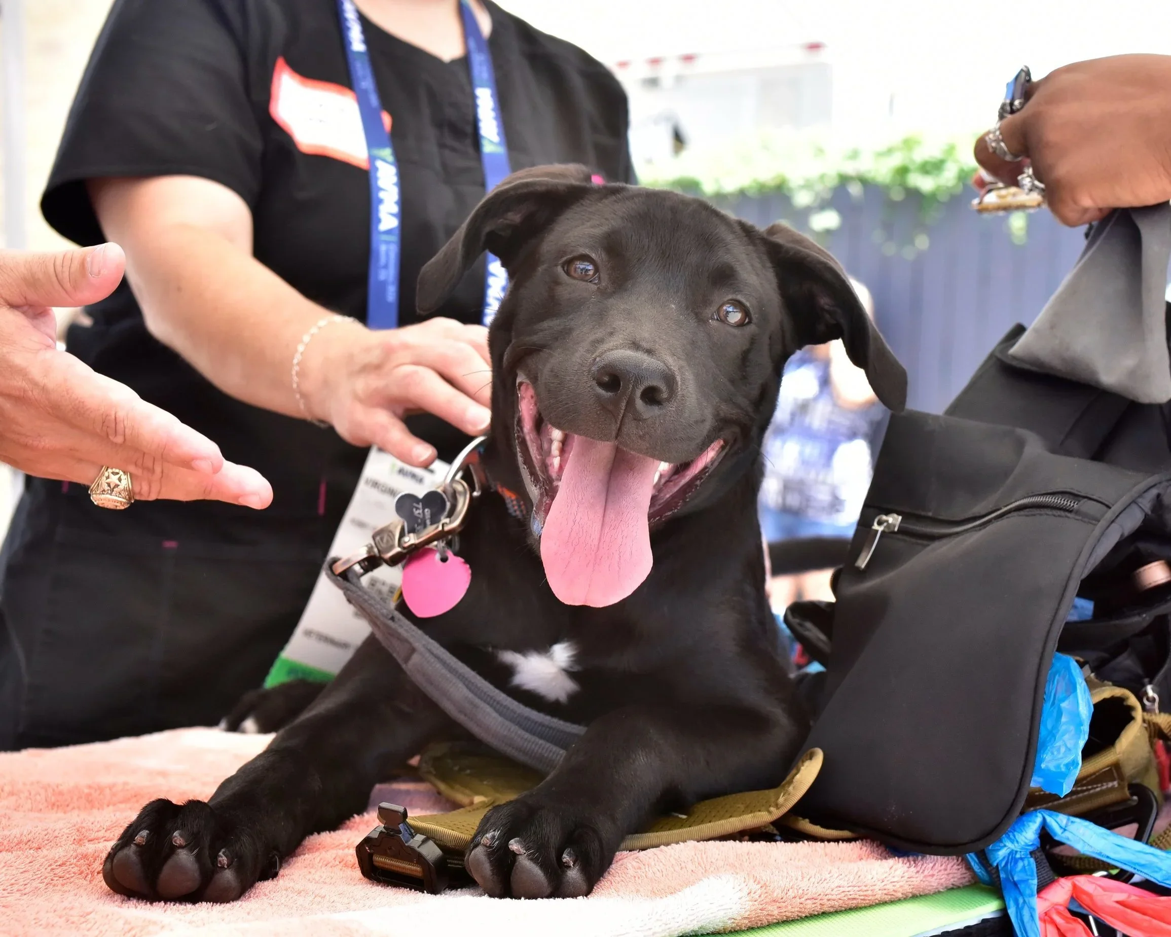 Veterinarians provide health care services for pets of Austin’s unhoused population