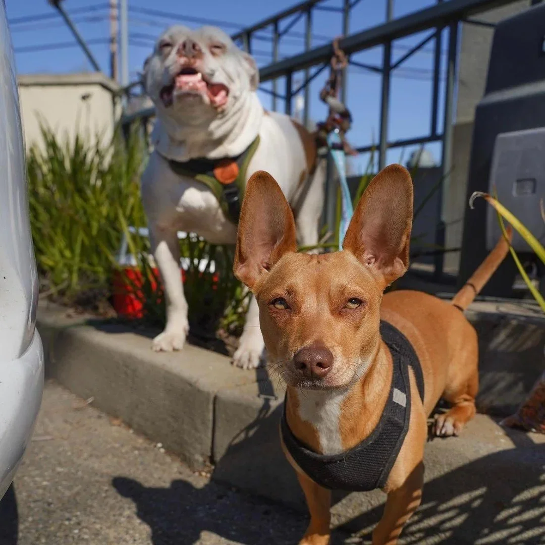 The Street Dog Coalition: Holistic, Humane Healing for the Unhoused of all Species