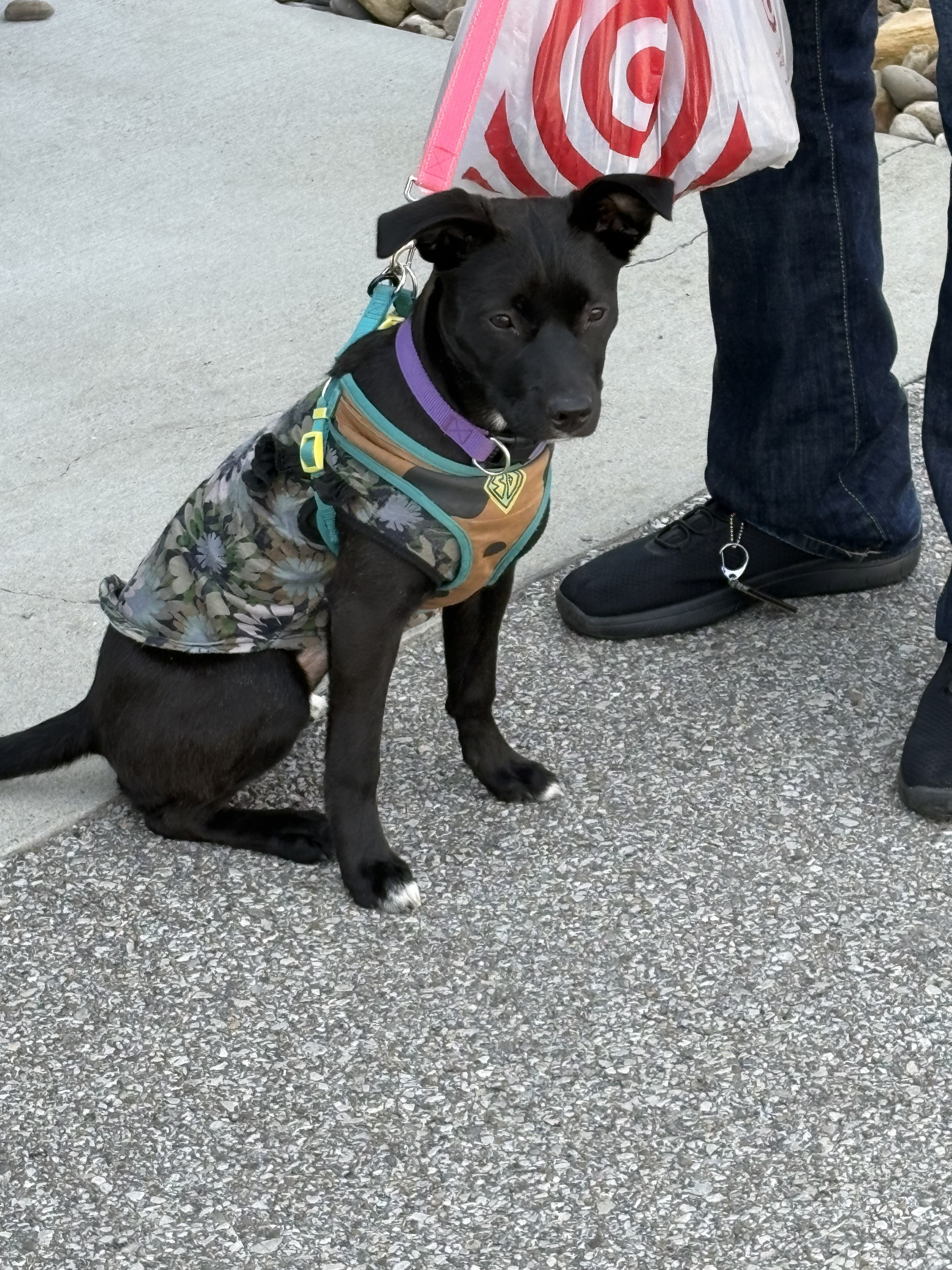 Untitled design (44).png