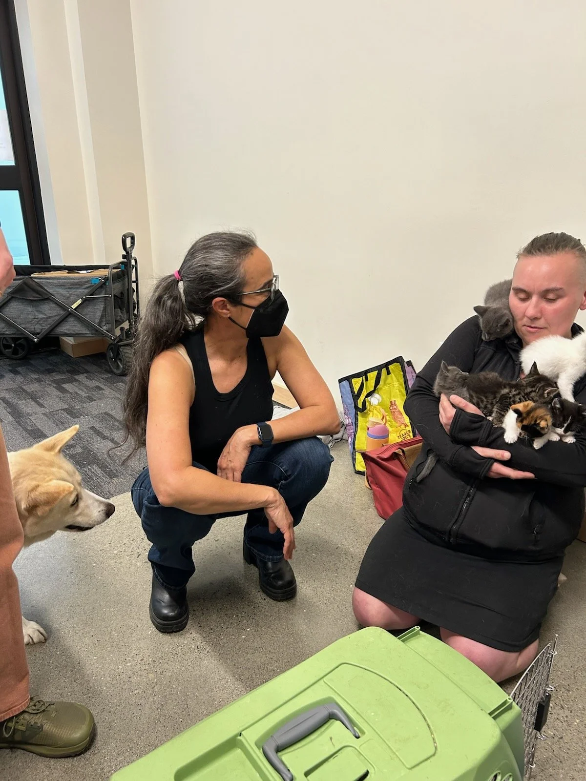 Lucy and kittens 2025.jpg