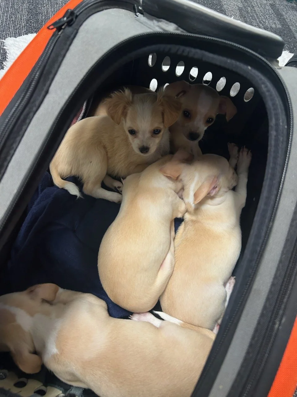 Chi puppies.jpg
