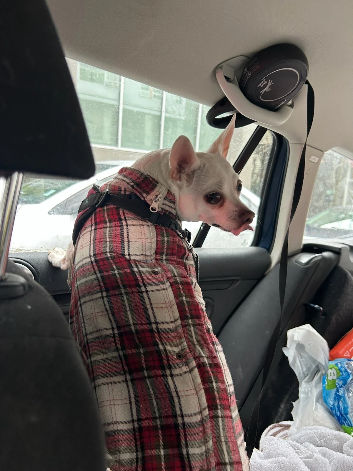 Trigger in Jess' car.jpg