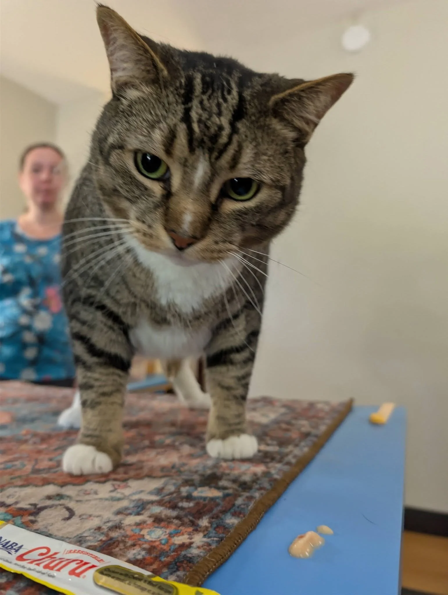 cat judging.jpg
