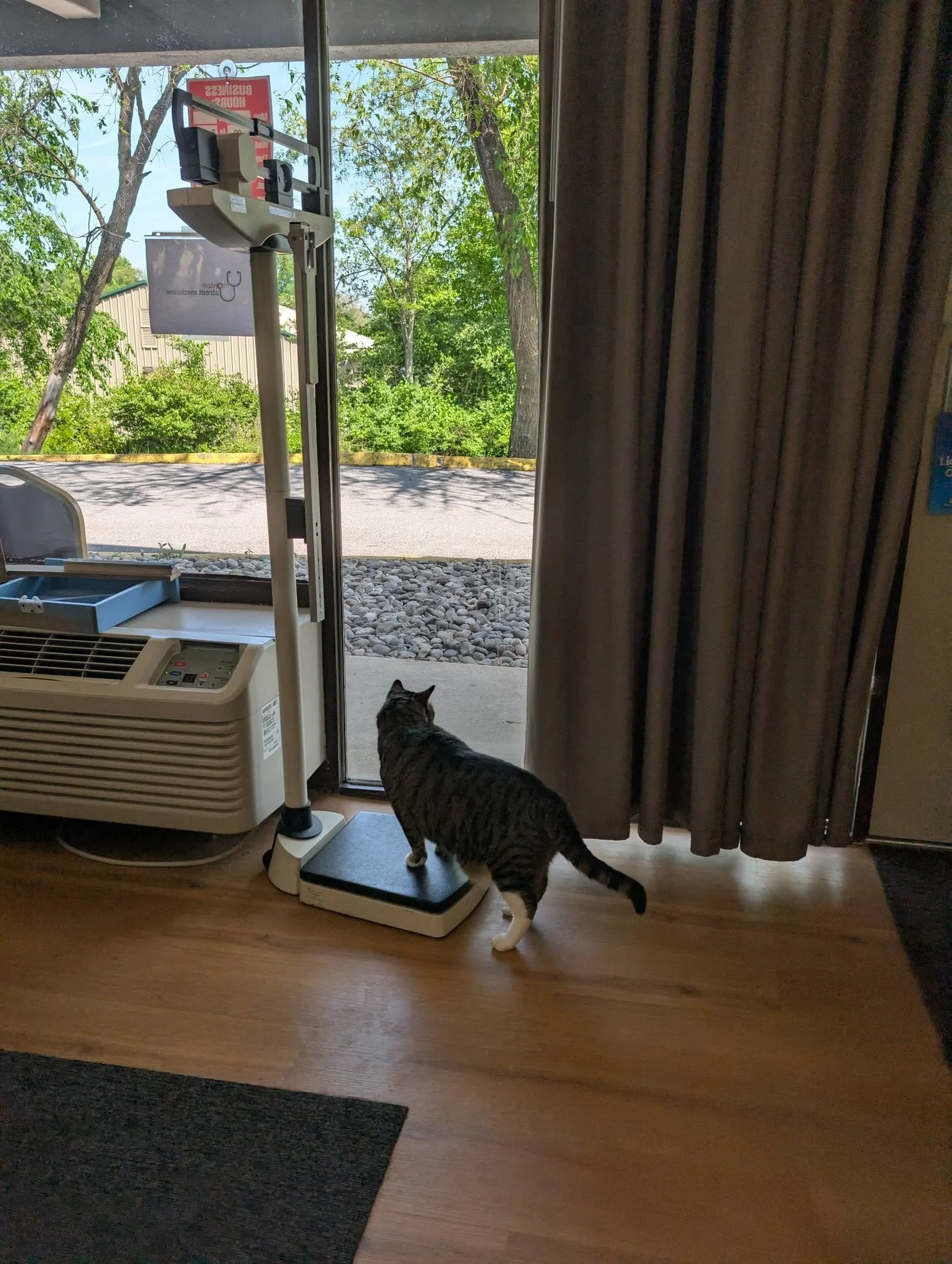 Catthecatscale.jpg