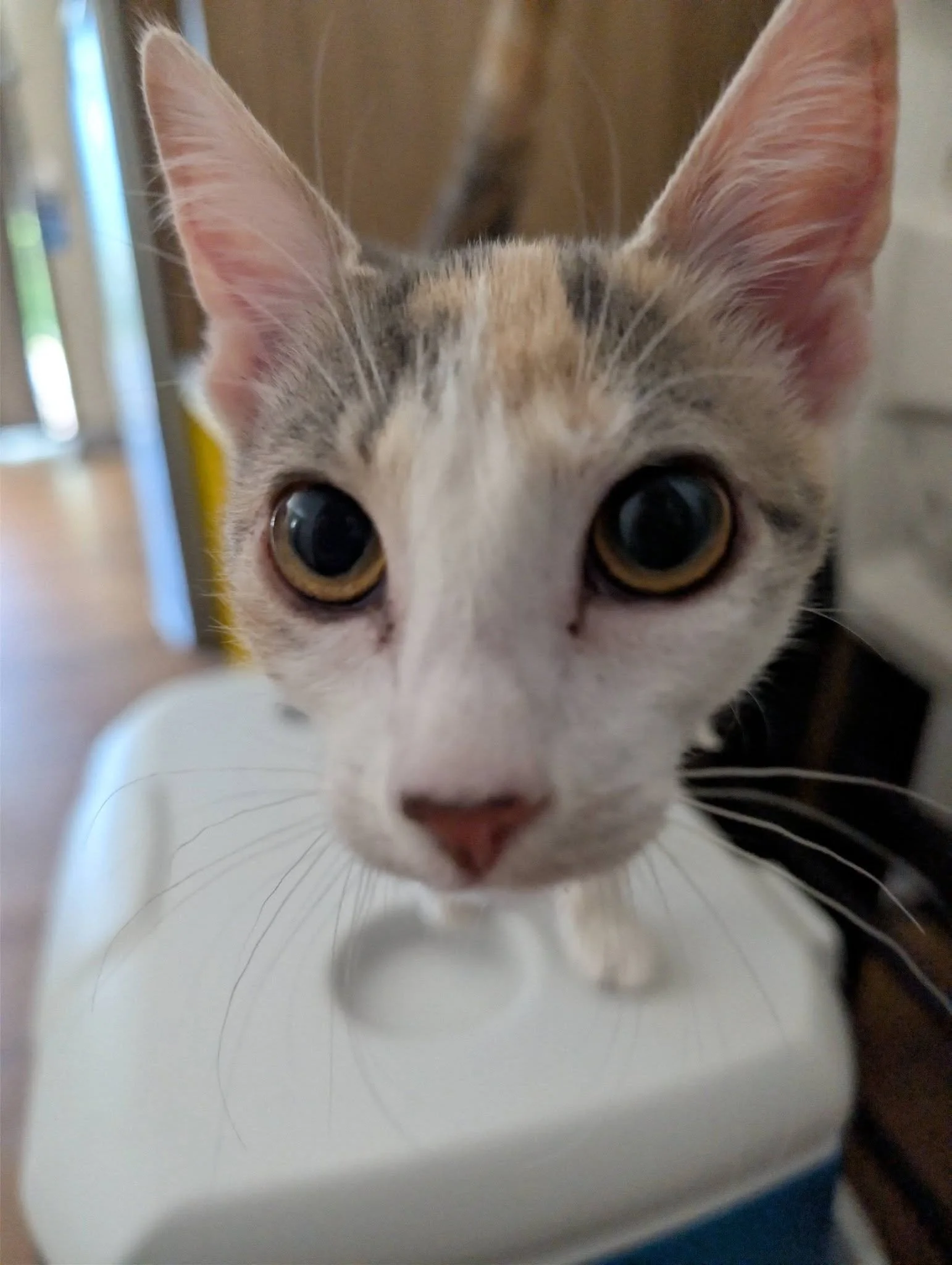izzie selfie.jpg