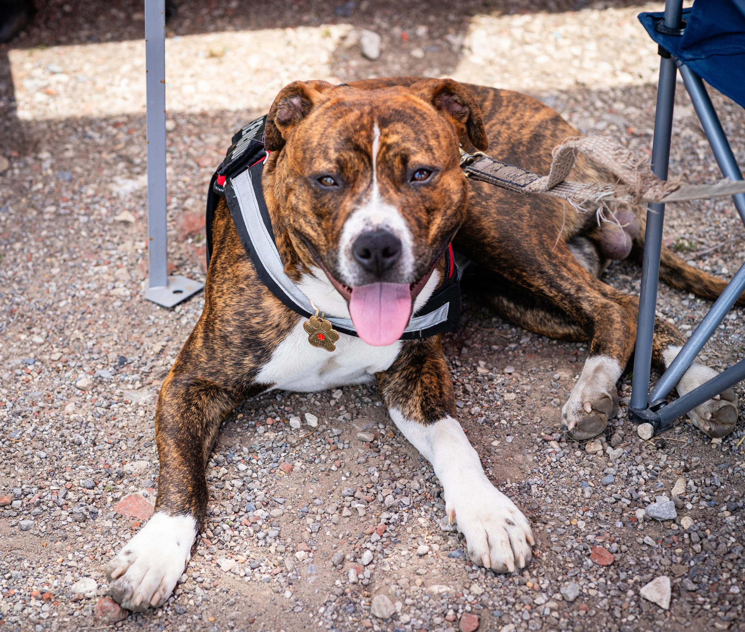 20260519StreetDog_003p.jpg