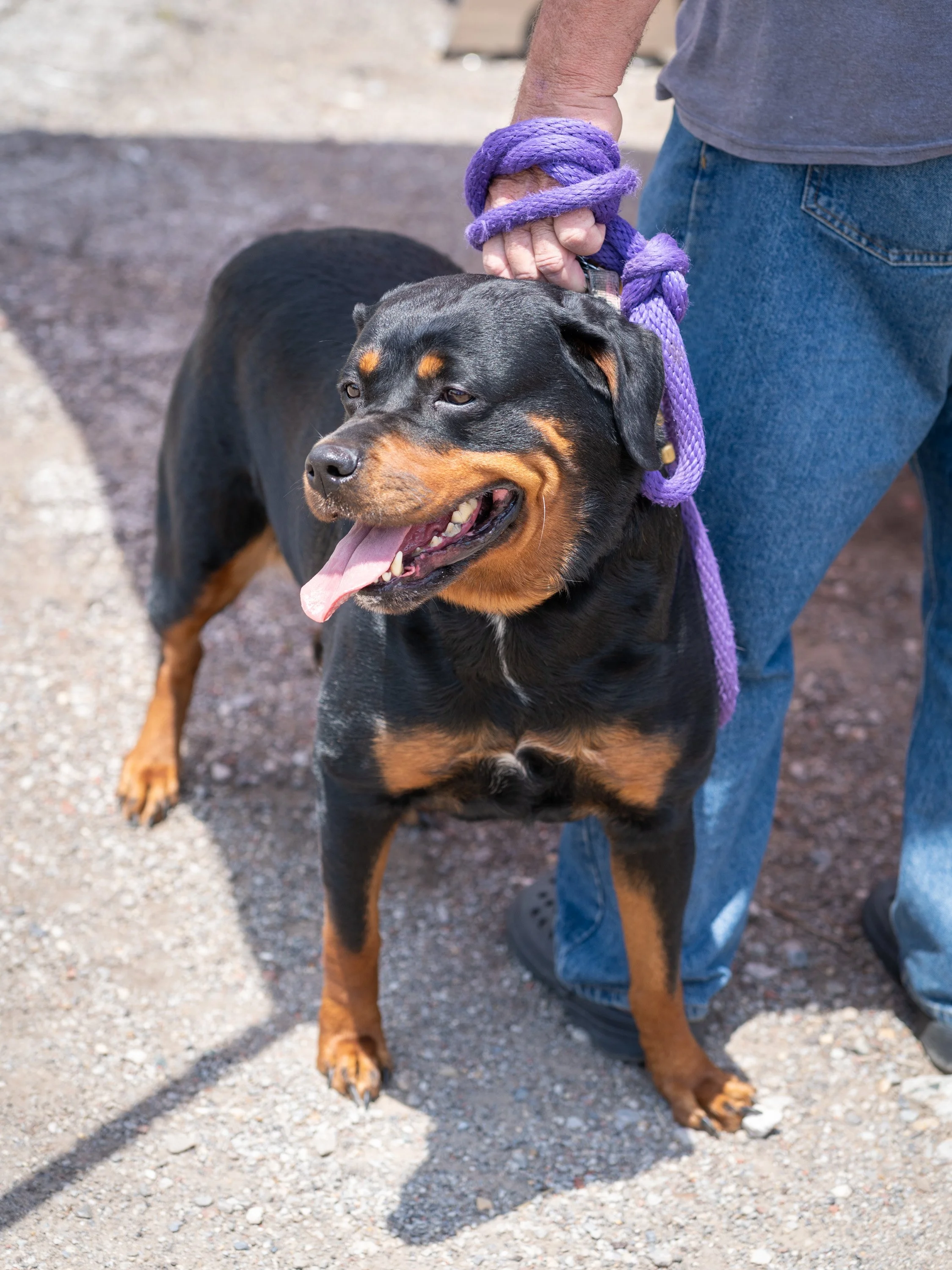 20260519StreetDog_010p.jpg