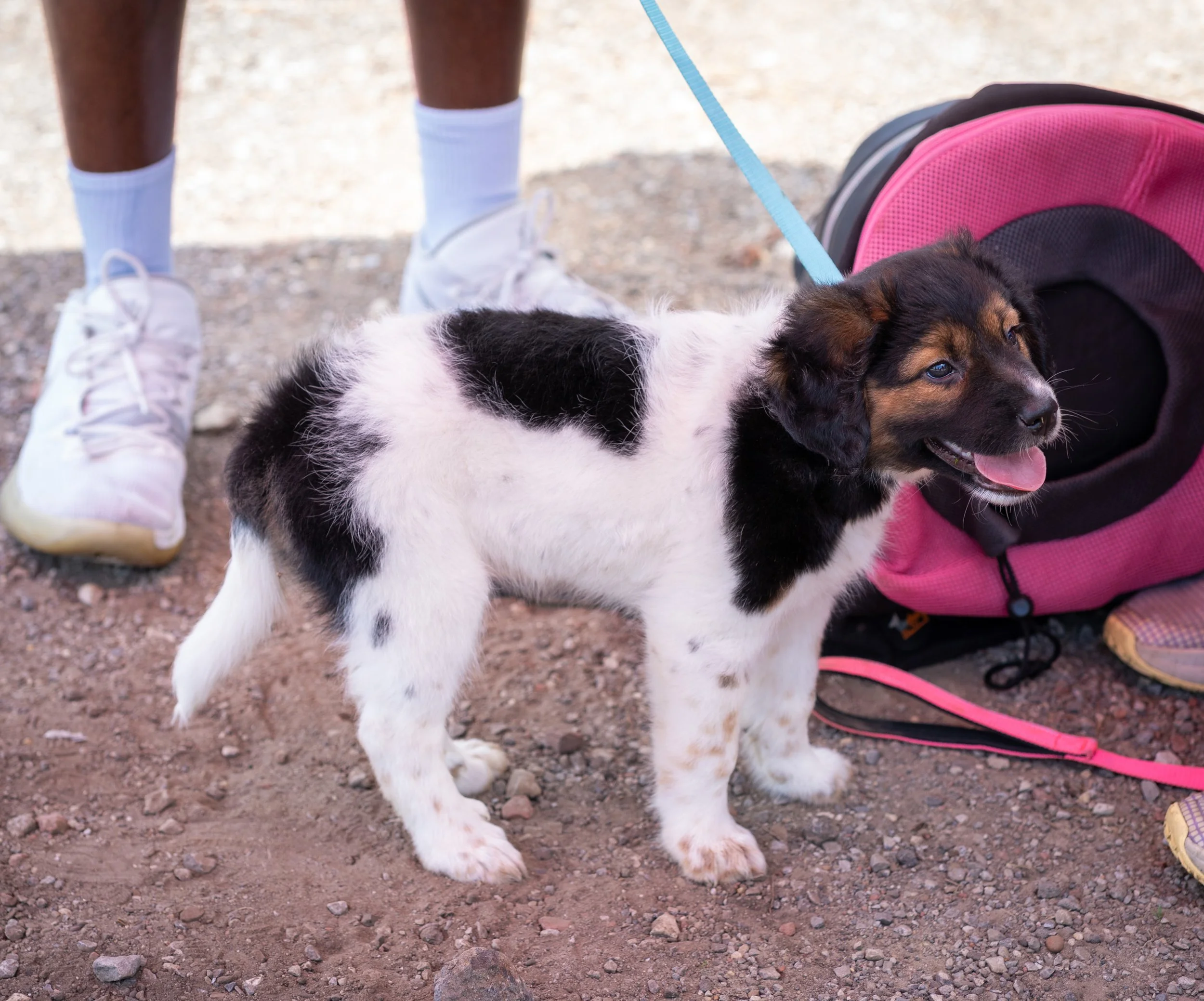20260519StreetDog_063p.jpg