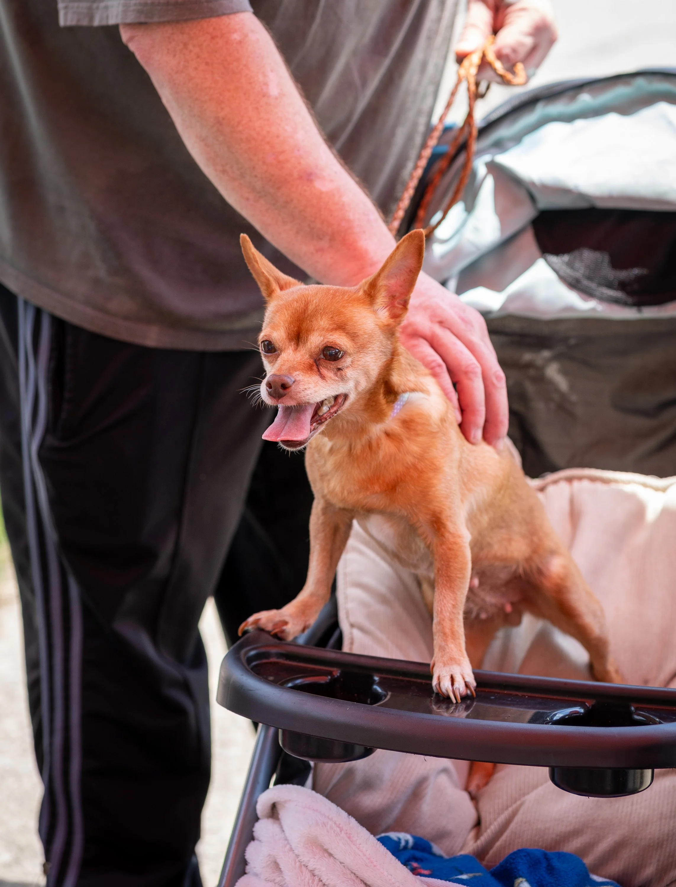 20260519StreetDog_088p.jpg